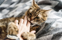 猫猫壁纸酷,海量萌宠壁纸，打造个性化桌面世界