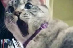 娱乐吃瓜君和猫,猫神Cat电竞荣耀与亚运梦想