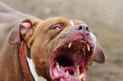 比特斗牛犬,历史、特征与性格解析