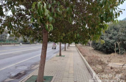 行道树有哪些,行道树的生态价值与城市景观构建